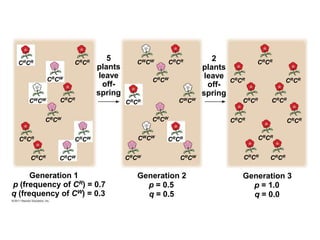 5
plants
leave
off-
spring
Generation 1
p (frequency of CR) = 0.7
q (frequency of CW) = 0.3
CRCR CRCR
CRCW
CWCW CRCR
CRCW
CRCR CRCW
CRCR CRCW
CRCR
CWCW
CRCW
CRCR CWCW
CRCW
CWCW
CRCR
CRCW CRCW
Generation 2
p = 0.5
q = 0.5
2
plants
leave
off-
spring
CRCR
CRCR CRCR
CRCR
CRCR
CRCR
CRCR
CRCR
CRCR
CRCR
Generation 3
p = 1.0
q = 0.0
 
