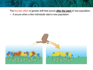 The founder effect is genetic drift that occurs after the start of new population.
– It occurs when a few individuals start a new population
 