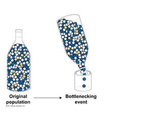 Original
population
Bottlenecking
event
 