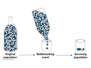 Original
population
Bottlenecking
event
Surviving
population
 