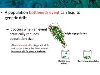 • A population bottleneck event can lead to
genetic drift.
– It occurs when an event
drastically reduces
population size.
Original population
–The bottleneck effect is genetic drift
that occurs after a bottleneck event.
Leaves very little genetic variation
 