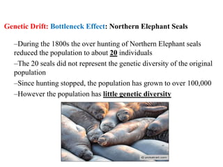 –During the 1800s the over hunting of Northern Elephant seals
reduced the population to about 20 individuals
–The 20 seals did not represent the genetic diversity of the original
population
–Since hunting stopped, the population has grown to over 100,000
–However the population has little genetic diversity
Genetic Drift: Bottleneck Effect: Northern Elephant Seals
 