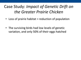 Case Study: Impact of Genetic Drift on
the Greater Prairie Chicken
• Loss of prairie habitat = reduction of population
• The surviving birds had low levels of genetic
variation, and only 50% of their eggs hatched
 