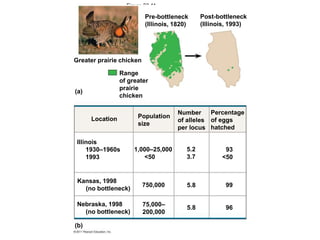 Figure 23.11
Pre-bottleneck
(Illinois, 1820)
Post-bottleneck
(Illinois, 1993)
Greater prairie chicken
Range
of greater
prairie
chicken
(a)
Location Population
size
Number
of alleles
per locus
Percentage
of eggs
hatched
93
<50
5.2
3.7
5.8
5.8
99
96
1,000–25,000
<50
750,000
75,000–
200,000
Nebraska, 1998
(no bottleneck)
(b)
Kansas, 1998
(no bottleneck)
Illinois
1930–1960s
1993
 