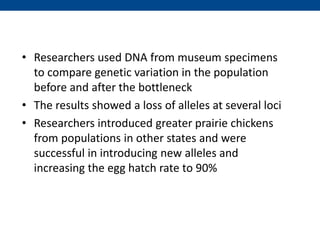 • Researchers used DNA from museum specimens
to compare genetic variation in the population
before and after the bottleneck
• The results showed a loss of alleles at several loci
• Researchers introduced greater prairie chickens
from populations in other states and were
successful in introducing new alleles and
increasing the egg hatch rate to 90%
 