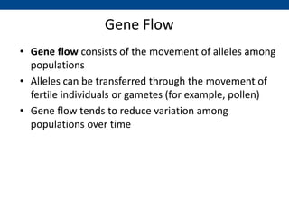 Gene Flow
• Gene flow consists of the movement of alleles among
populations
• Alleles can be transferred through the movement of
fertile individuals or gametes (for example, pollen)
• Gene flow tends to reduce variation among
populations over time
 