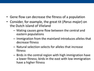 • Gene flow can decrease the fitness of a population
• Consider, for example, the great tit (Parus major) on
the Dutch island of Vlieland
– Mating causes gene flow between the central and
eastern populations
– Immigration from the mainland introduces alleles that
decrease fitness
– Natural selection selects for alleles that increase
fitness
– Birds in the central region with high immigration have
a lower fitness; birds in the east with low immigration
have a higher fitness
 