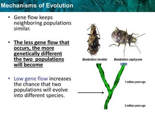 Mechanisms of Evolution
• Gene flow keeps
neighboring populations
similar.
• The less gene flow that
occurs, the more
genetically different
the two populations
will become
• Low gene flow increases
the chance that two
populations will evolve
into different species.
 