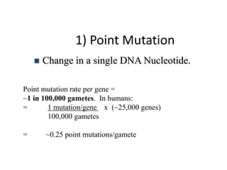 1) Point Mutation
 Change in a single DNA Nucleotide.
Point mutation rate per gene =
~1 in 100,000 gametes. In humans:
= 1 mutation/gene x (~25,000 genes)
100,000 gametes
= ~0.25 point mutations/gamete
 