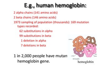 E.g., human hemoglobin:
2 alpha chains (141 amino acids)
2 beta chains (146 amino acids)
1973 sampling of population (thousands): 169 mutation
types recorded:
62 substitutions in alpha
99 substitutions in beta
1 deletion in alpha
7 deletions in beta
1 in 2,000 people have mutant
hemoglobin gene. hemoglobin
 