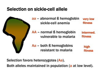 Selection on sickle-cell allele
aa – abnormal ß hemoglobin
sickle-cell anemia
very low
fitness
intermed.
fitness
high
fitness
Selection favors heterozygotes (Aa).
Both alleles maintained in population (a at low level).
Aa – both ß hemoglobins
resistant to malaria
AA – normal ß hemoglobin
vulnerable to malaria
 