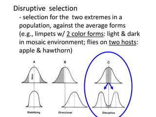 Disruptive selection
- selection for the two extremes in a
population, against the average forms
(e.g., limpets w/ 2 color forms: light & dark
in mosaic environment; flies on two hosts:
apple & hawthorn)
 