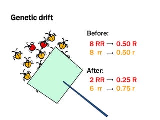 Genetic drift
8 RR
8 rr
Before:
After:
2 RR
6 rr
0.50 R
0.50 r
0.25 R
0.75 r
 