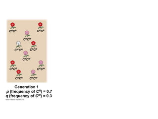 Generation 1
p (frequency of CR) = 0.7
q (frequency of CW) = 0.3
CRCR CRCR
CRCW
CWCW CRCR
CRCW
CRCR CRCW
CRCR CRCW
 
