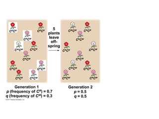5
plants
leave
off-
spring
Generation 1
p (frequency of CR) = 0.7
q (frequency of CW) = 0.3
CRCR CRCR
CRCW
CWCW CRCR
CRCW
CRCR CRCW
CRCR CRCW
CRCR
CWCW
CRCW
CRCR CWCW
CRCW
CWCW
CRCR
CRCW CRCW
Generation 2
p = 0.5
q = 0.5
 