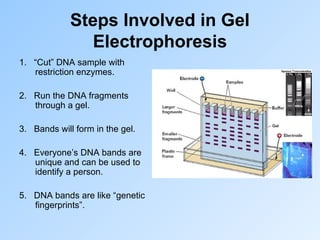 Steps Involved in Gel
Electrophoresis
1. “Cut” DNA sample with
restriction enzymes.
2. Run the DNA fragments
through a gel.
3. Bands will form in the gel.
4. Everyone’s DNA bands are
unique and can be used to
identify a person.
5. DNA bands are like “genetic
fingerprints”.
 
