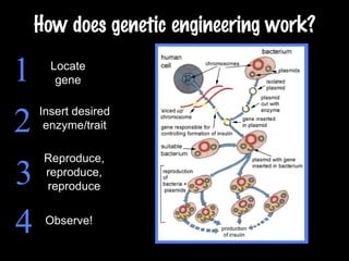 How does genetic engineering work? 1 2 3 4 Locate gene Insert desired enzyme/trait Reproduce, reproduce, reproduce Observe! 