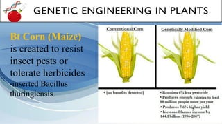 GENETIC ENGINEERING IN PLANTS
Bt Corn (Maize)
is created to resist
insect pests or
tolerate herbicides
*inserted Bacillus
thuringiensis
 