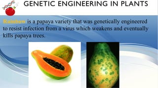 Rainbow is a papaya variety that was genetically engineered
to resist infection from a virus which weakens and eventually
kills papaya trees.
GENETIC ENGINEERING IN PLANTS
 