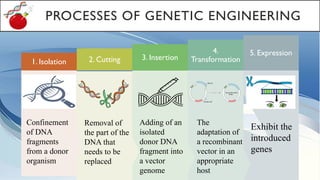 5. Expression
4.
Transformation
3. Insertion
2. Cutting
1. Isolation
Confinement
of DNA
fragments
from a donor
organism
Removal of
the part of the
DNA that
needs to be
replaced
Adding of an
isolated
donor DNA
fragment into
a vector
genome
The
adaptation of
a recombinant
vector in an
appropriate
host
Exhibit the
introduced
genes
PROCESSES OF GENETIC ENGINEERING
 