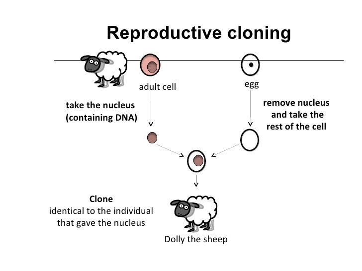 Genetic engineering stem cells and cloning  