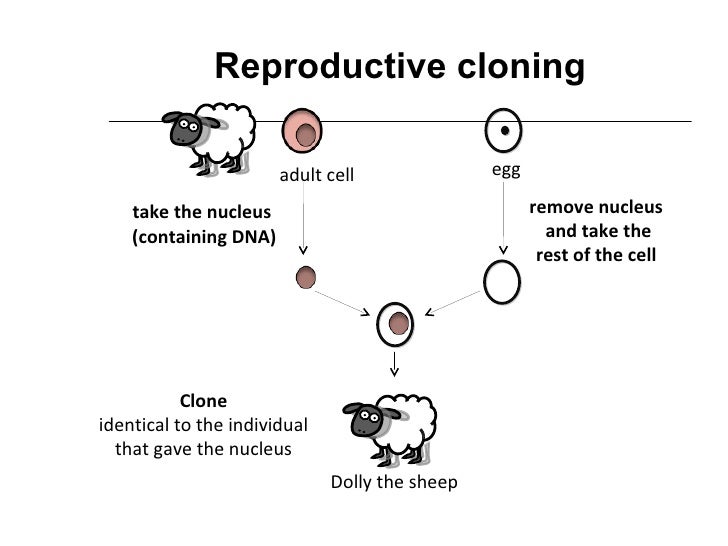 Genetic engineering stem cells and cloning Genetic engineering stem cells and cloning