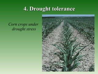 4. Drought tolerance Corn crops under drought stress   