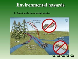 Environmental hazards 2,  Gene transfer to non-target species  
