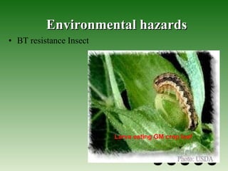 Environmental hazards BT resistance Insect Larva eating GM crop leaf 