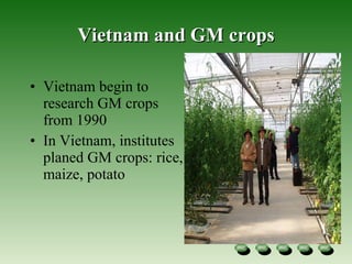 Vietnam and GM crops Vietnam begin to research GM crops from 1990 In Vietnam, institutes planed GM crops: rice, maize, potato 