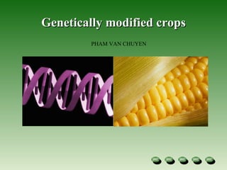 Genetically modified crops PHAM VAN CHUYEN 