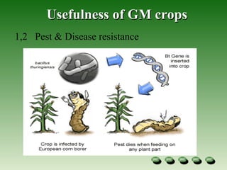 Usefulness of GM crops 1,2  Pest & Disease resistance  