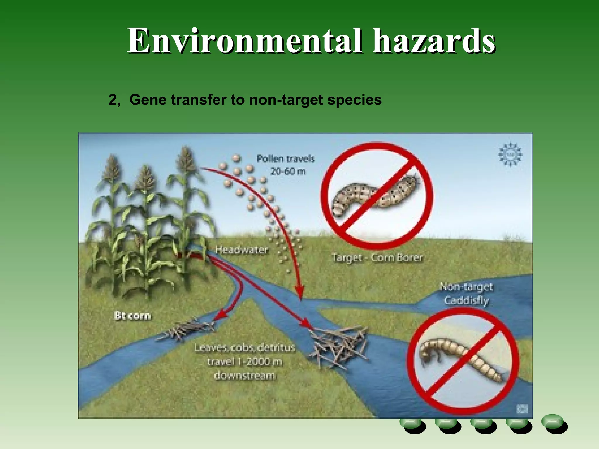 Environmental hazards 2,  Gene transfer to non-target species  