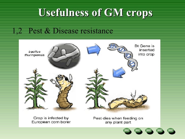 Genetic Modified Crops