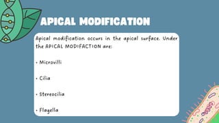 Genetic-Mutations-Science-Presentation-in-Blue-Orange-Flat-Graphic ...