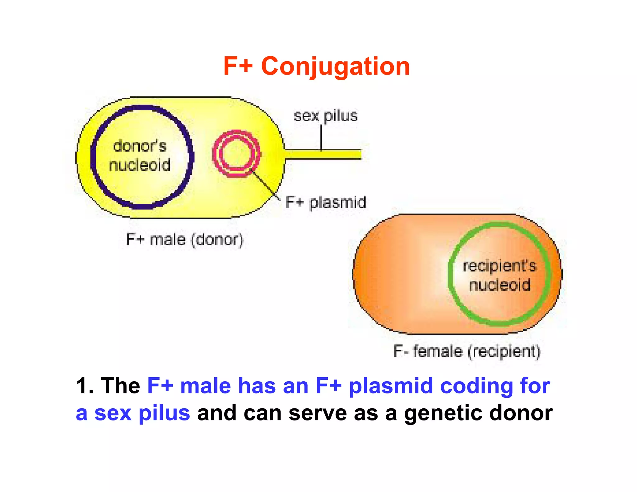 F+ Conjugation
1. The F+ male has an F+ plasmid coding for
a sex pilus and can serve as a genetic donor
 