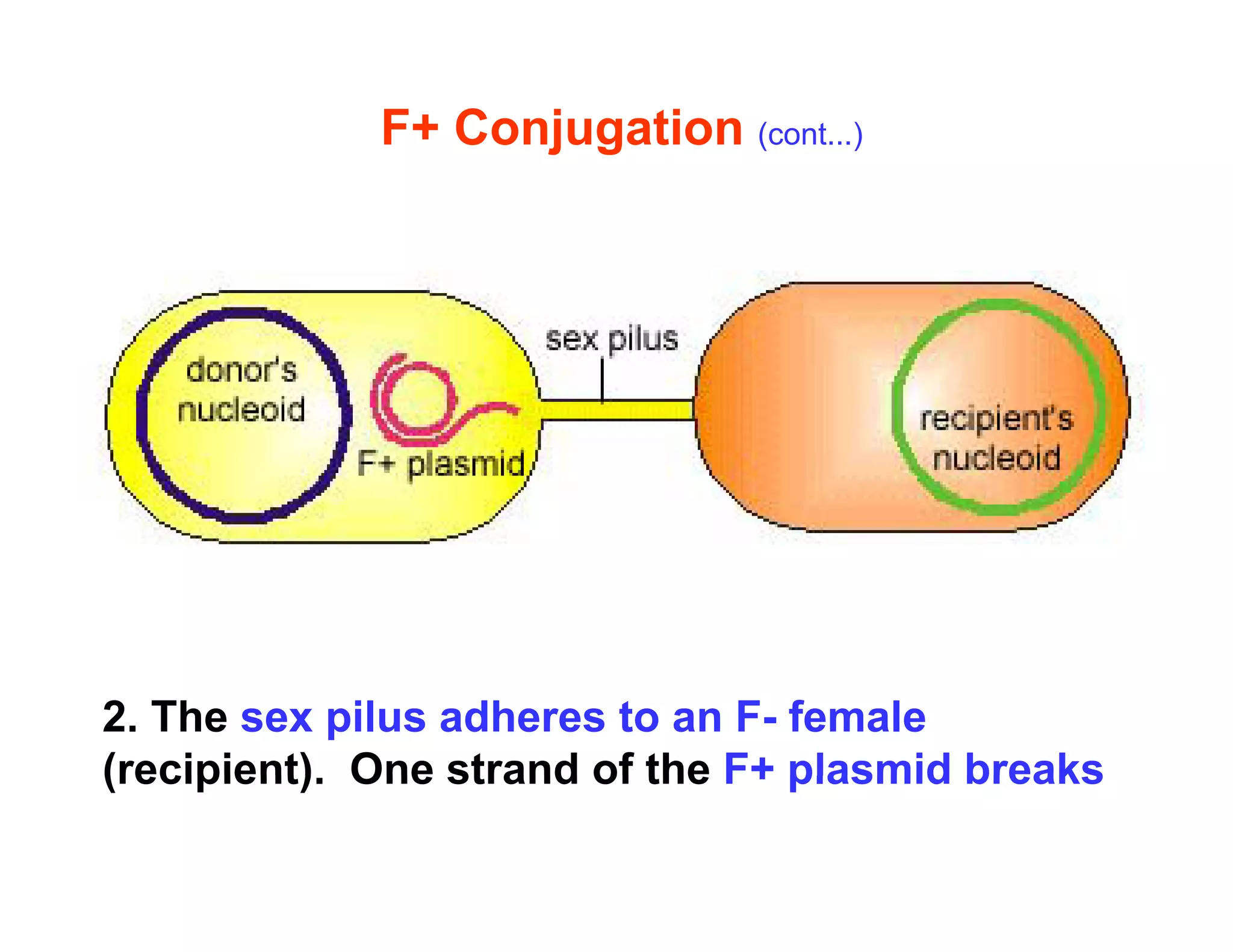 F+ Conjugation (cont...)
2. The sex pilus adheres to an F- female
(recipient) One strand of the F+ plasmid breaks
(recipient). One strand of the F+ plasmid breaks
 