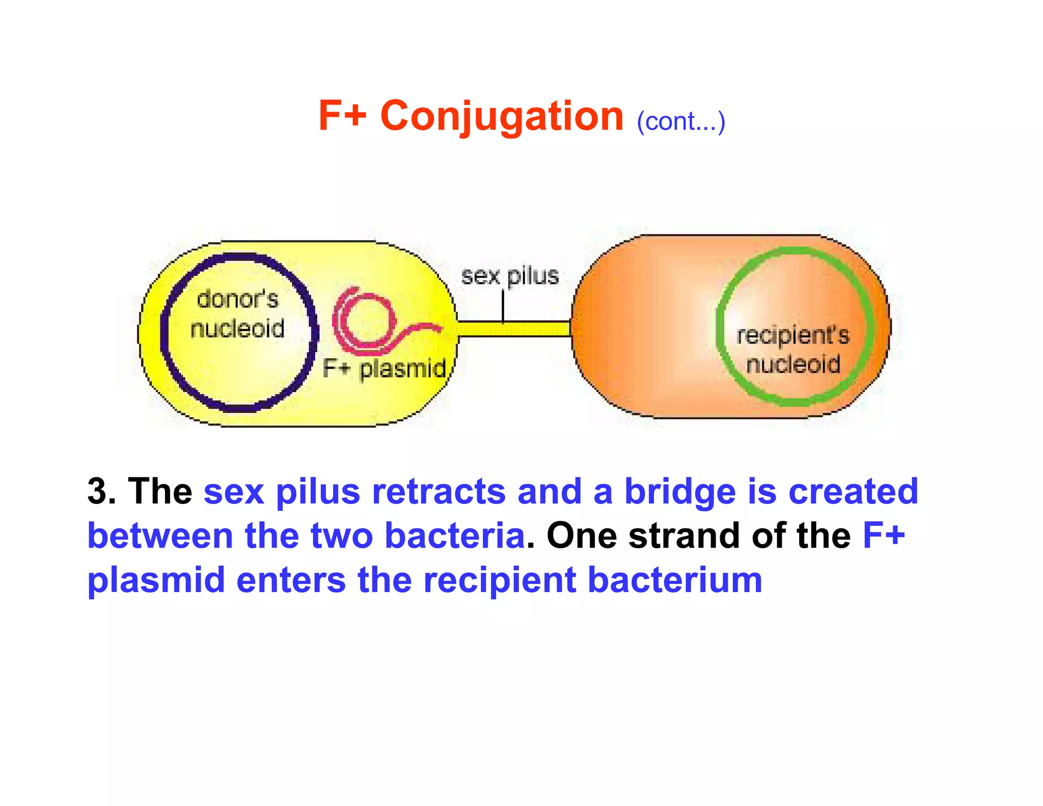F+ Conjugation (cont...)
3. The sex pilus retracts and a bridge is created
between the two bacteria. One strand of the F+
plasmid enters the recipient bacterium
 