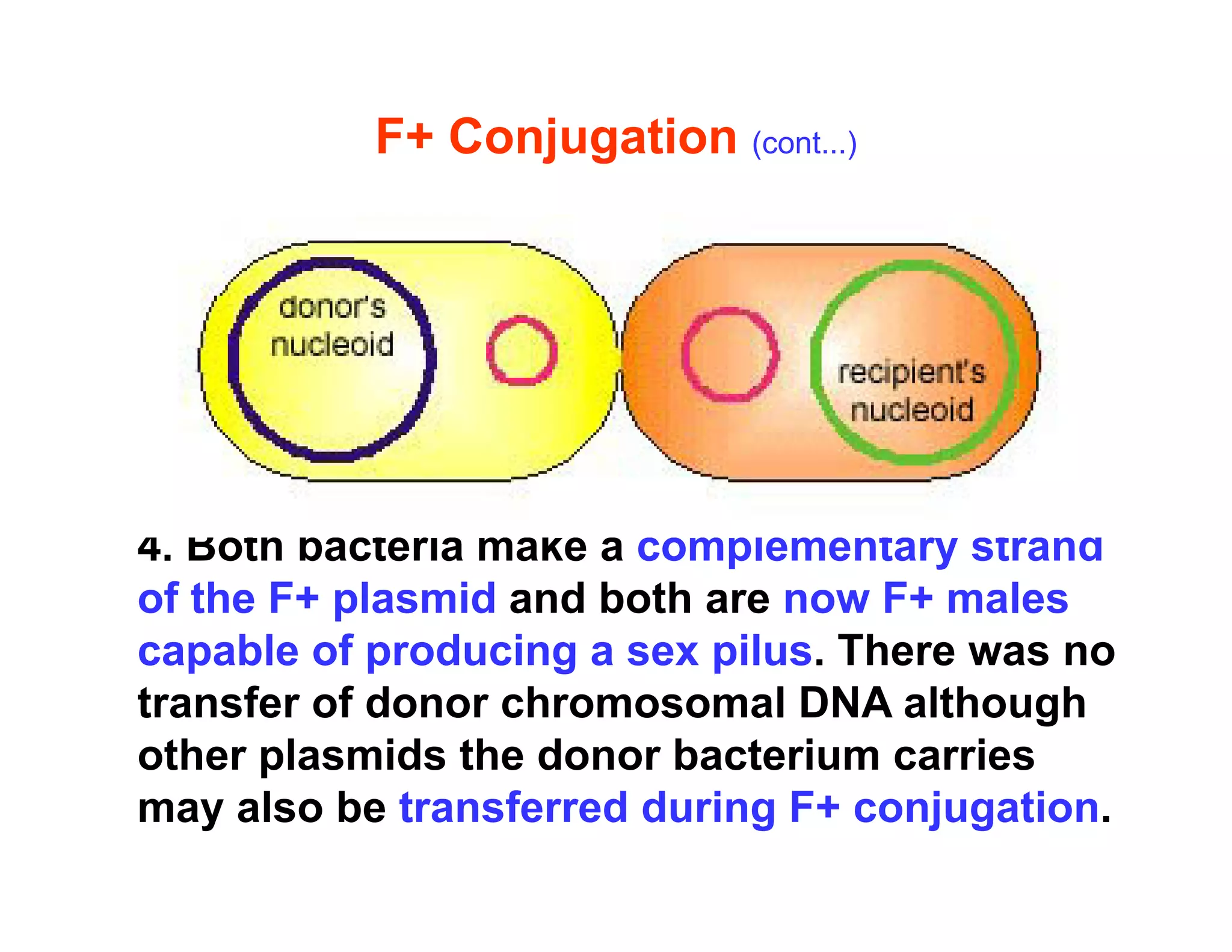 F+ Conjugation (cont...)
4 B th b t i k l t t d
4. Both bacteria make a complementary strand
of the F+ plasmid and both are now F+ males
capable of producing a sex pilus There was no
capable of producing a sex pilus. There was no
transfer of donor chromosomal DNA although
other plasmids the donor bacterium carries
p
may also be transferred during F+ conjugation.
 