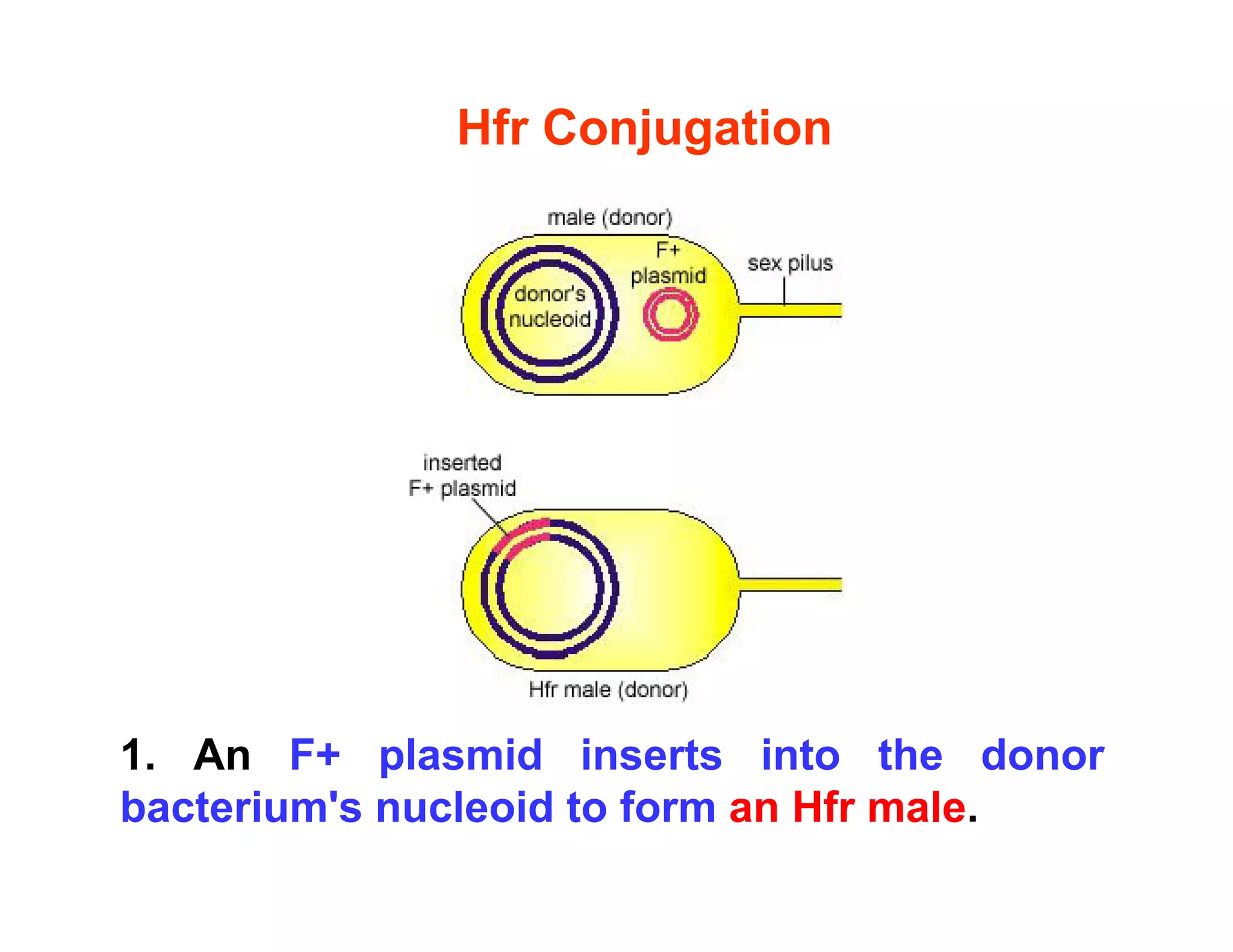 Hfr Conjugation
1. An F+ plasmid inserts into the donor
p
bacterium's nucleoid to form an Hfr male.
 