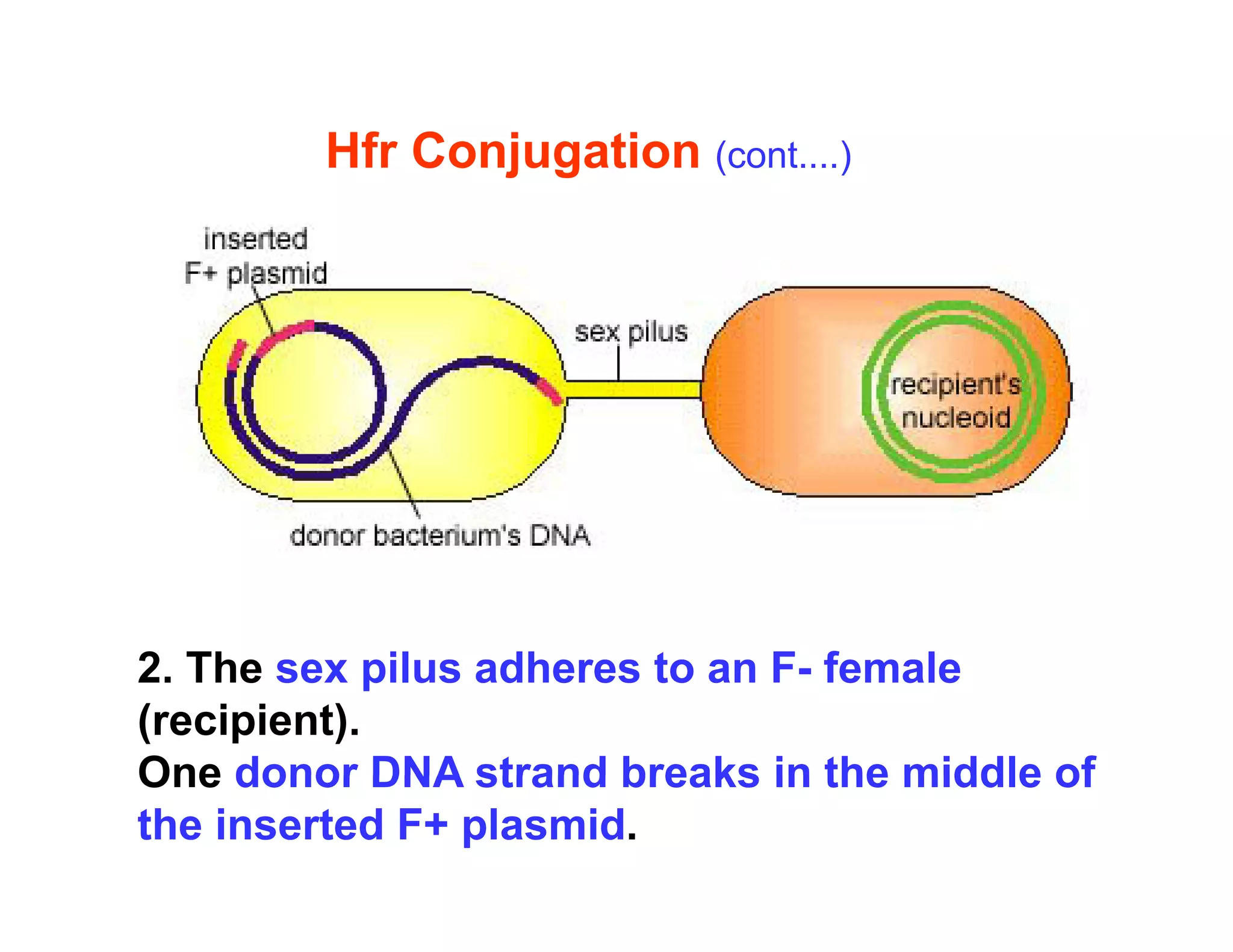 Hfr Conjugation (cont....)
j g
2 Th il dh t F f l
2. The sex pilus adheres to an F- female
(recipient).
One donor DNA strand breaks in the middle of
One donor DNA strand breaks in the middle of
the inserted F+ plasmid.
 