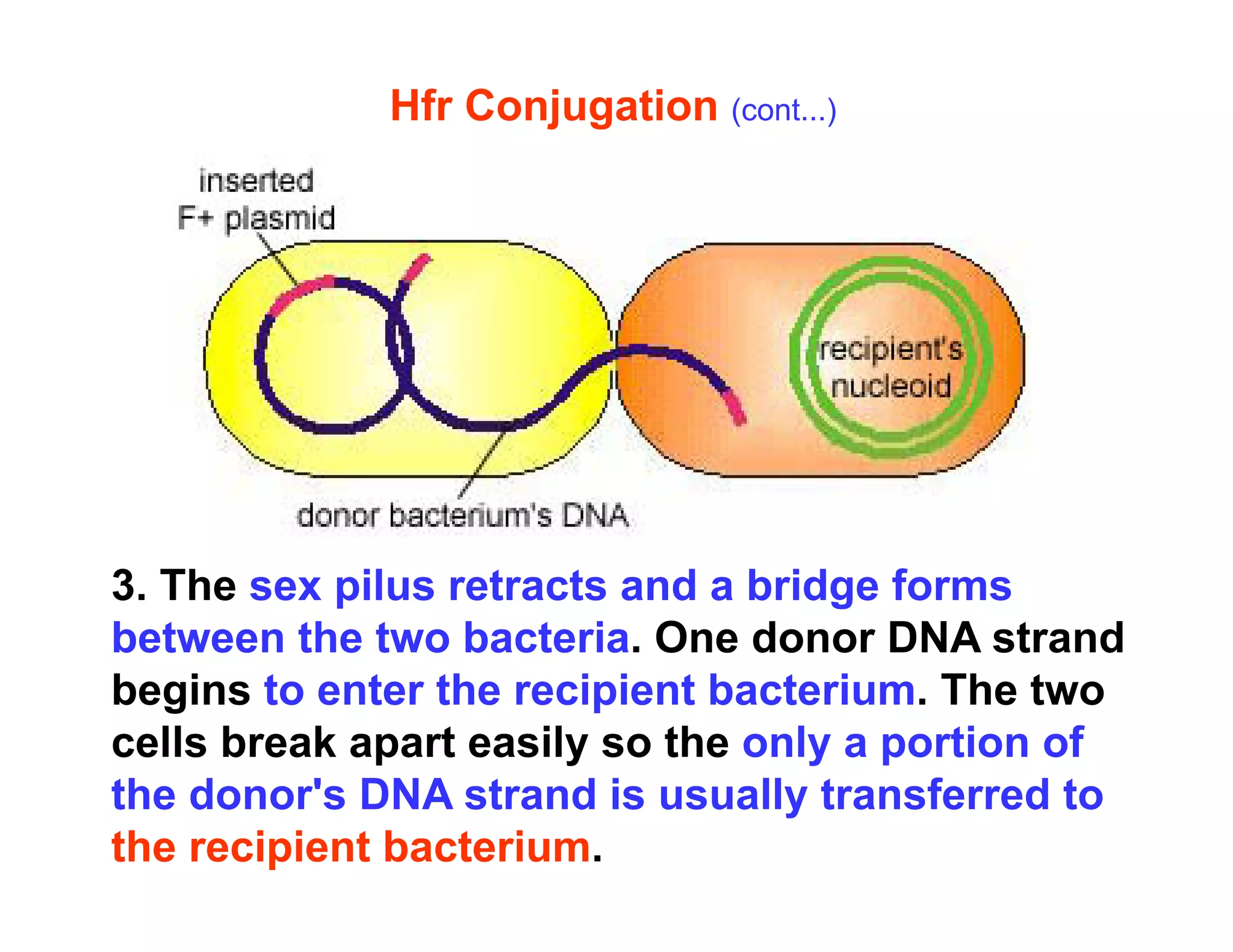 Hfr Conjugation (cont...)
3. The sex pilus retracts and a bridge forms
between the two bacteria. One donor DNA strand
begins to enter the recipient bacterium. The two
cells break apart easily so the only a portion of
the donor's DNA strand is usually transferred to
the recipient bacterium.
 