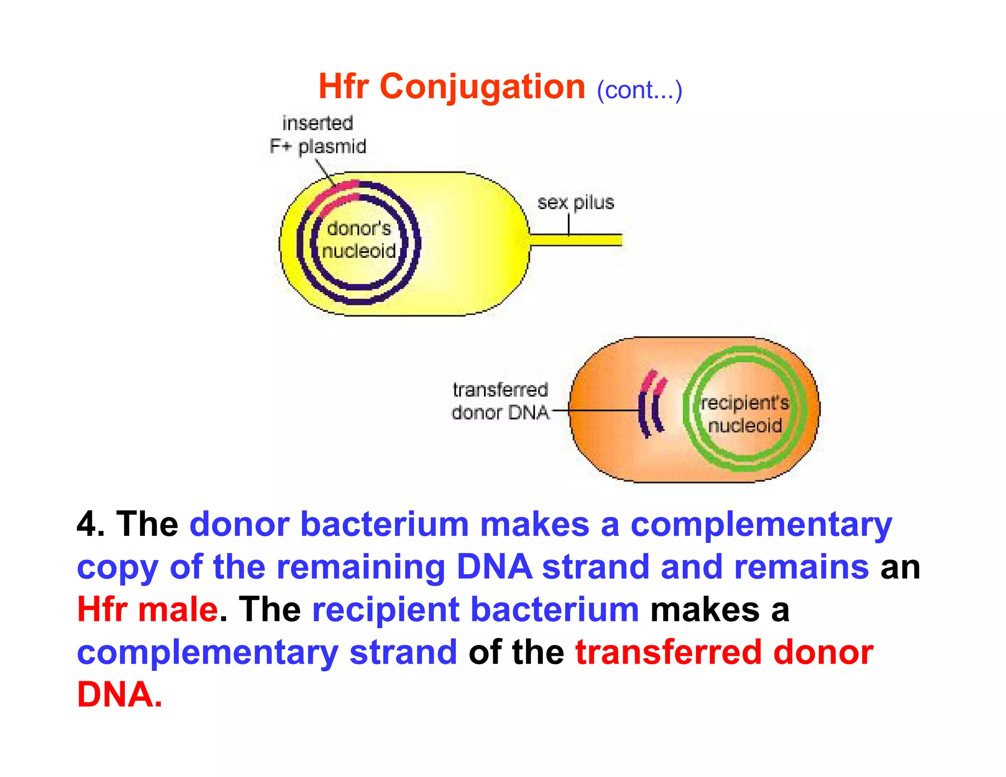 Hfr Conjugation (cont...)
4. The donor bacterium makes a complementary
4. The donor bacterium makes a complementary
copy of the remaining DNA strand and remains an
Hfr male. The recipient bacterium makes a
complementary strand of the transferred donor
DNA.
 