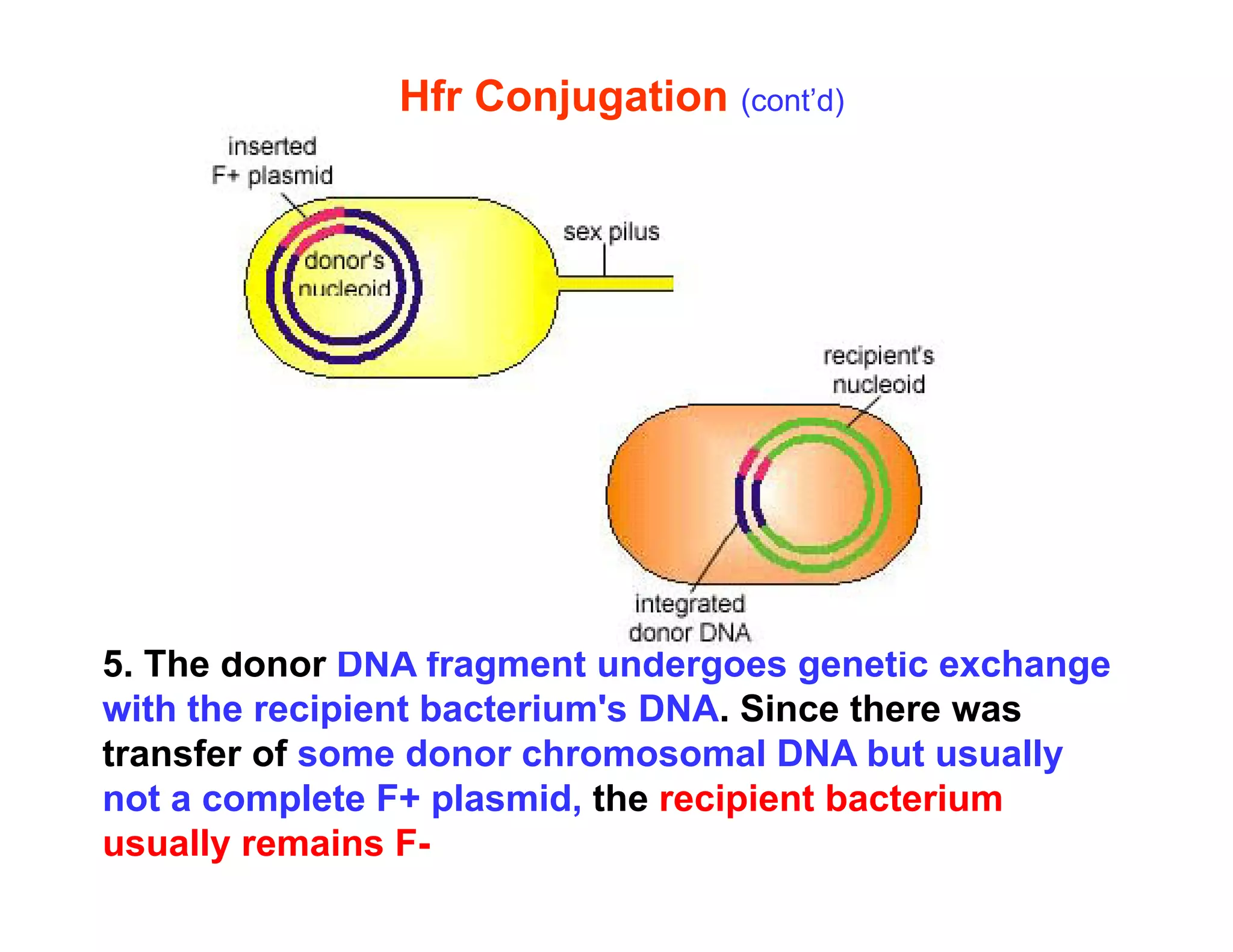 Hfr Conjugation (cont’d)
5 Th d DNA f t d ti h
5. The donor DNA fragment undergoes genetic exchange
with the recipient bacterium's DNA. Since there was
transfer of some donor chromosomal DNA but usually
not a complete F+ plasmid, the recipient bacterium
usually remains F-
 