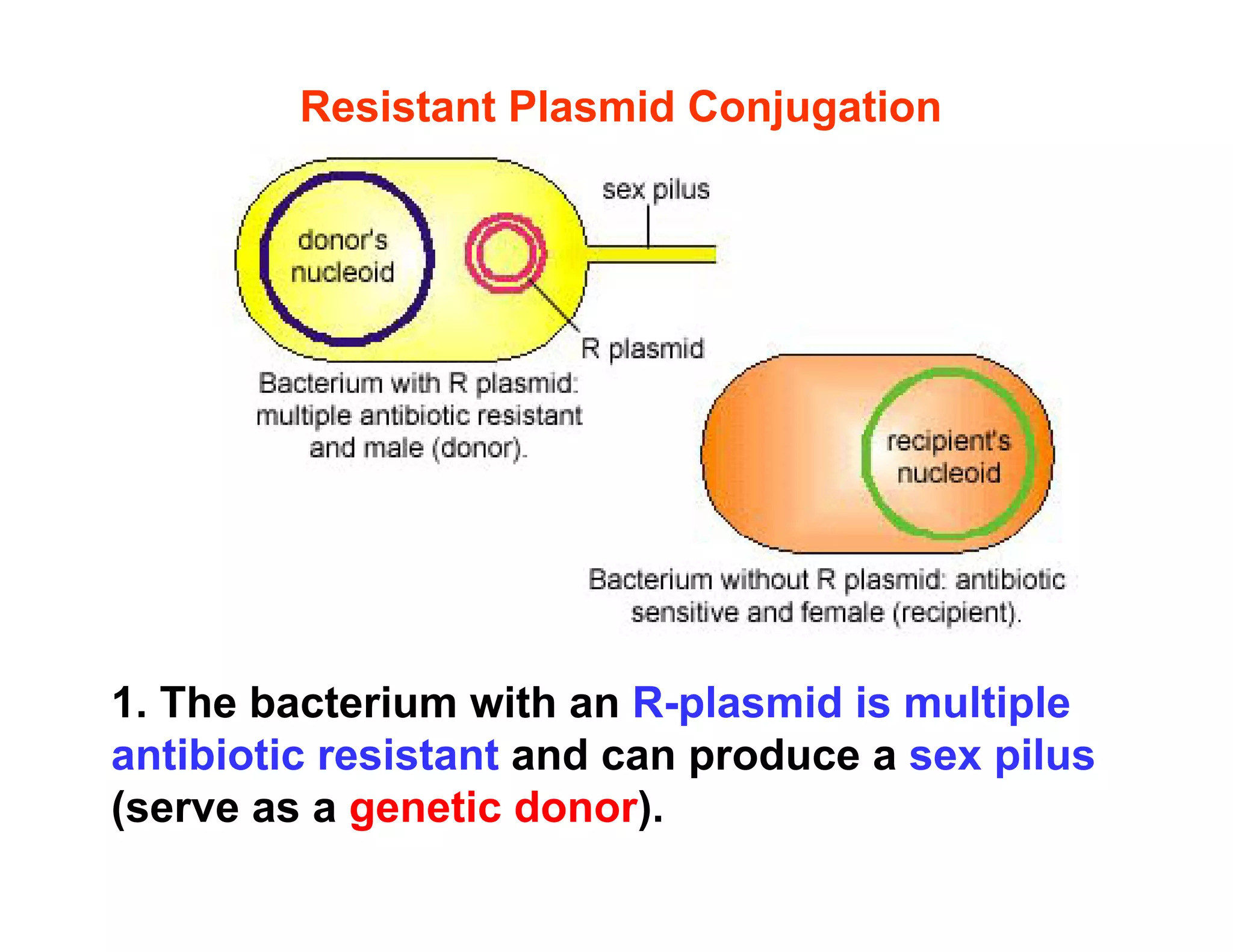 Resistant Plasmid Conjugation
1. The bacterium with an R-plasmid is multiple
antibiotic resistant and can produce a sex pilus
p p
(serve as a genetic donor).
 