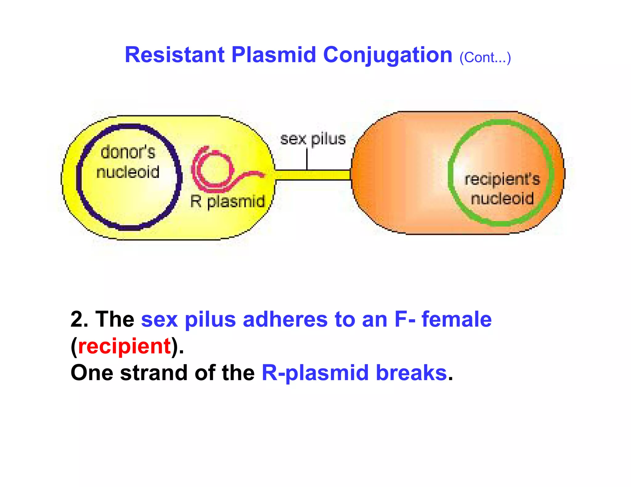 Resistant Plasmid Conjugation (Cont...)
2. The sex pilus adheres to an F- female
(recipient).
One strand of the R-plasmid breaks.
 