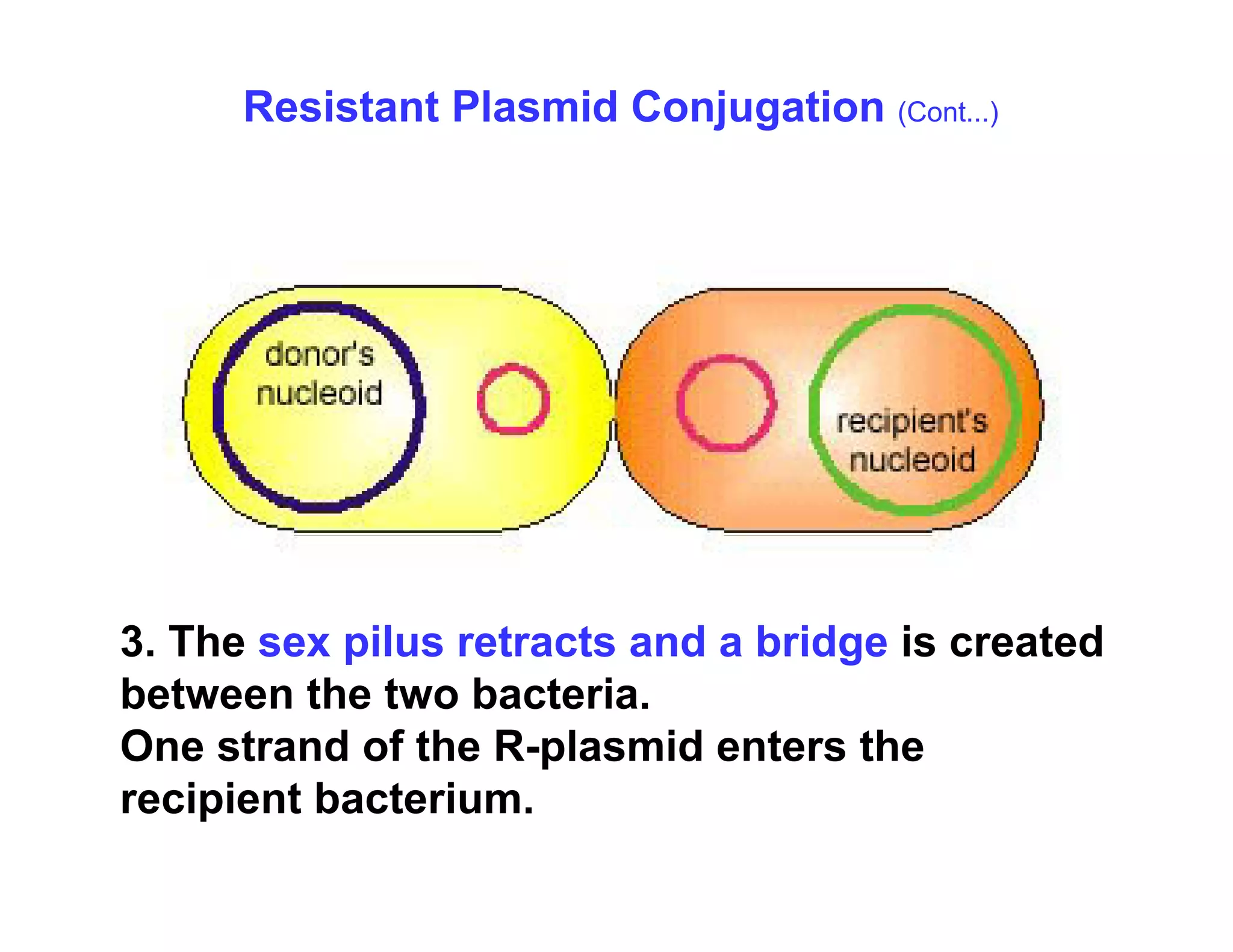Resistant Plasmid Conjugation (Cont...)
3. The sex pilus retracts and a bridge is created
3. The sex pilus retracts and a bridge is created
between the two bacteria.
One strand of the R-plasmid enters the
recipient bacterium.
 