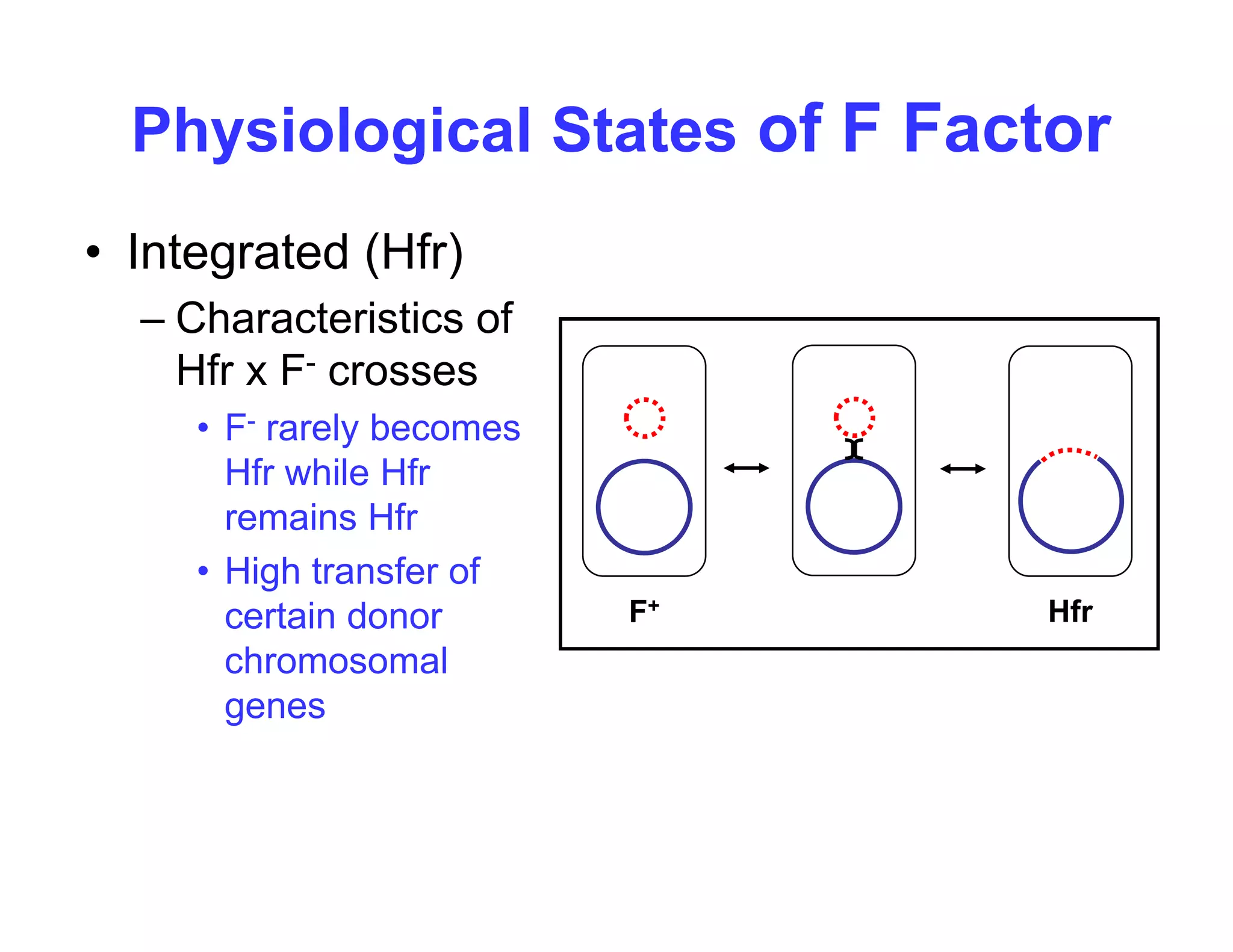 Physiological States of F Factor
• Integrated (Hfr)
– Characteristics of
Hfr x F- crosses
F l b
• F- rarely becomes
Hfr while Hfr
remains Hfr
• High transfer of
certain donor
chromosomal
F+ Hfr
chromosomal
genes
 