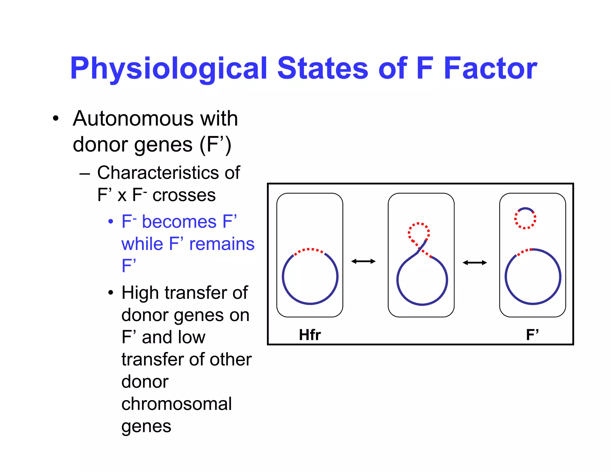 Physiological States of F Factor
• Autonomous with
donor genes (F’)
donor genes (F )
– Characteristics of
F’ x F- crosses
• F- becomes F’
while F’ remains
F’
F
• High transfer of
donor genes on
F’ and low
transfer of other
donor
Hfr F’
donor
chromosomal
genes
 