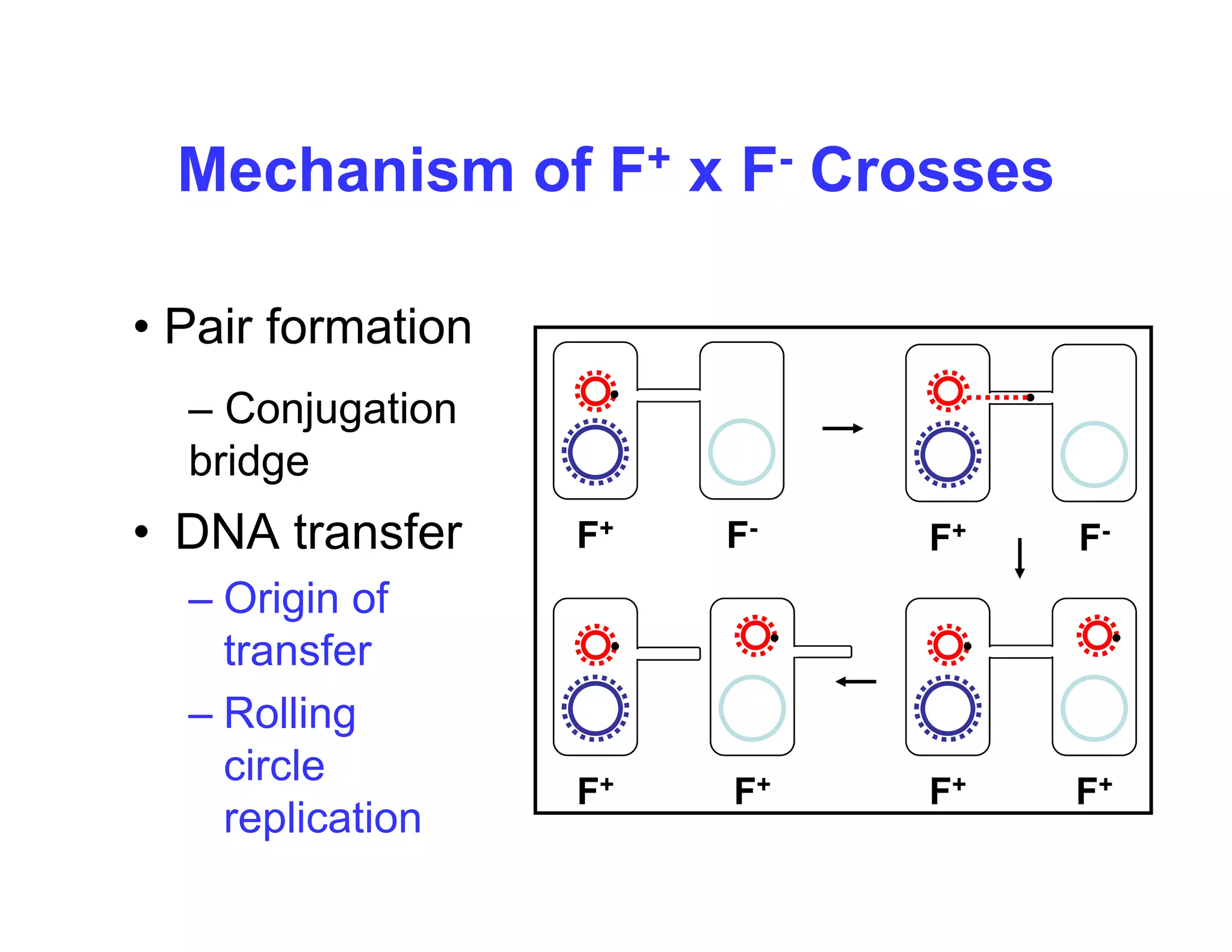 Mechanism of F+ x F- Crosses
Mechanism of F x F Crosses
• Pair formation
– Conjugation
• DNA transfer
Conjugation
bridge
F+ F-
F+ F-
• DNA transfer
– Origin of
transfer
F F F+ F
transfer
– Rolling
circle
circle
replication
F+ F+
F+ F+
 